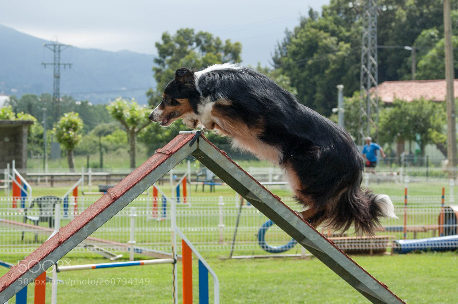 Nikon D40 sample photo. Agility dogs photography