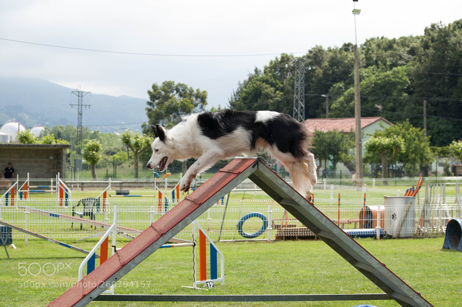 Nikon D40 sample photo. Agility dogs photography