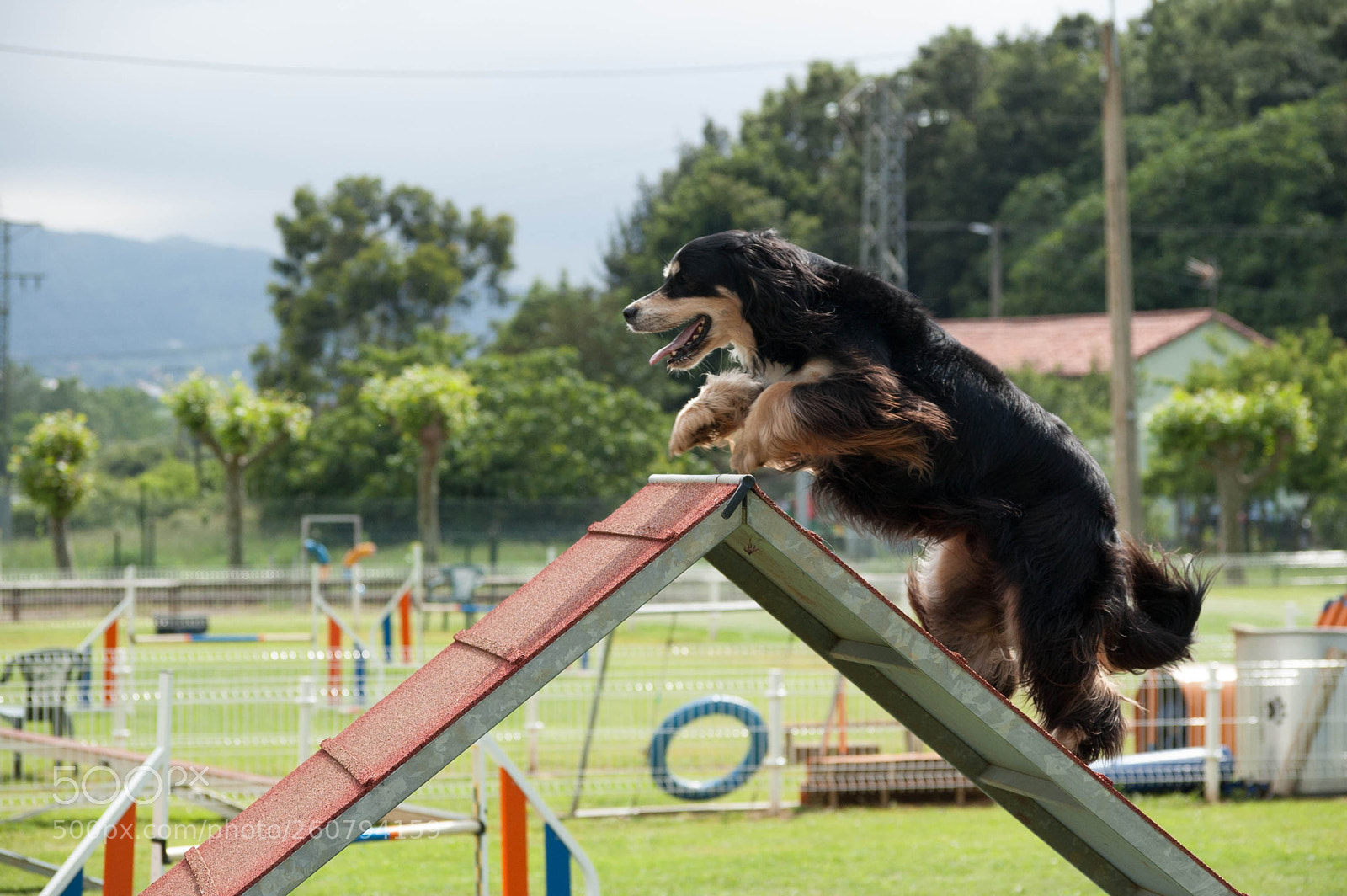 Nikon D40 sample photo. Agility dogs photography