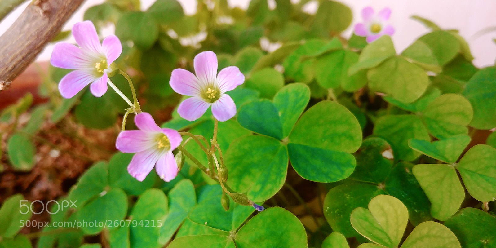 LG G6 sample photo. Pink flower photography