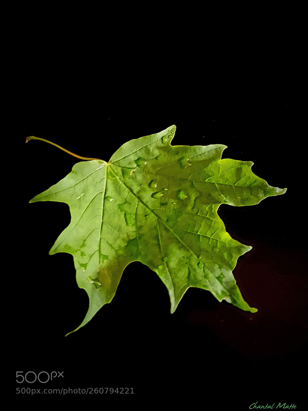 Samsung Galaxy S7 sample photo. Maple leaf after the photography