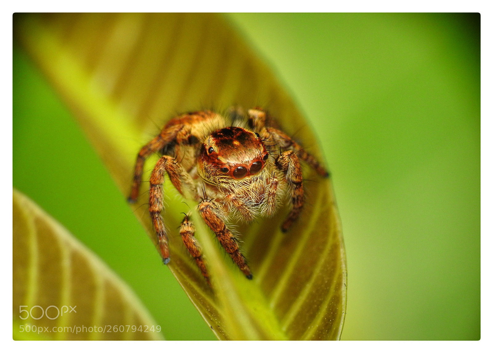 Nikon Coolpix P900 sample photo. Jumping spider photography