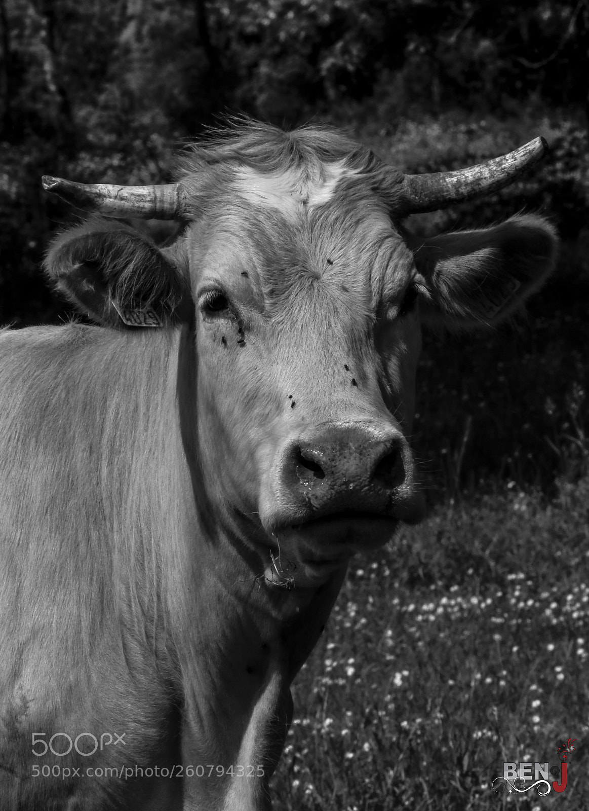 Canon EOS 70D sample photo. Marguerite la vache photography