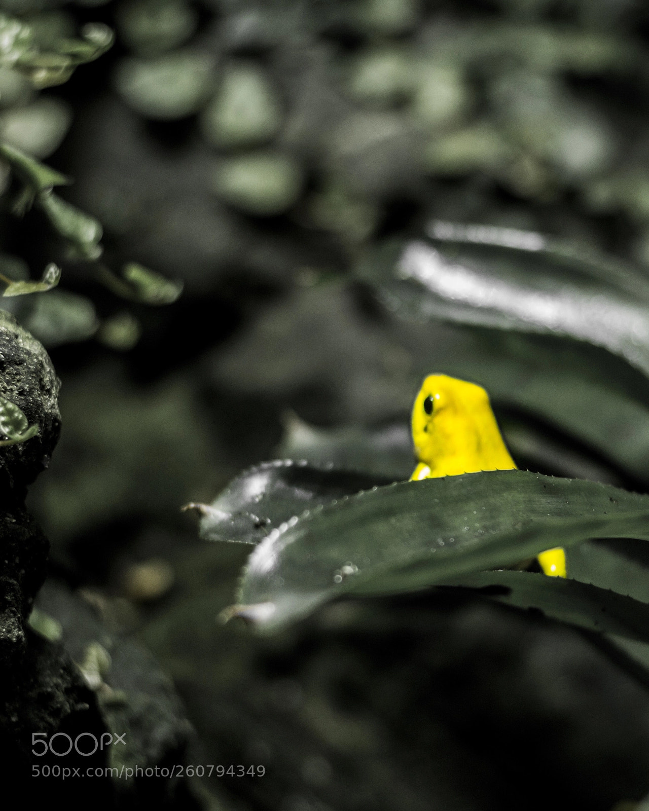 Canon EOS 1200D (EOS Rebel T5 / EOS Kiss X70 / EOS Hi) sample photo. Yellow frog in nature photography
