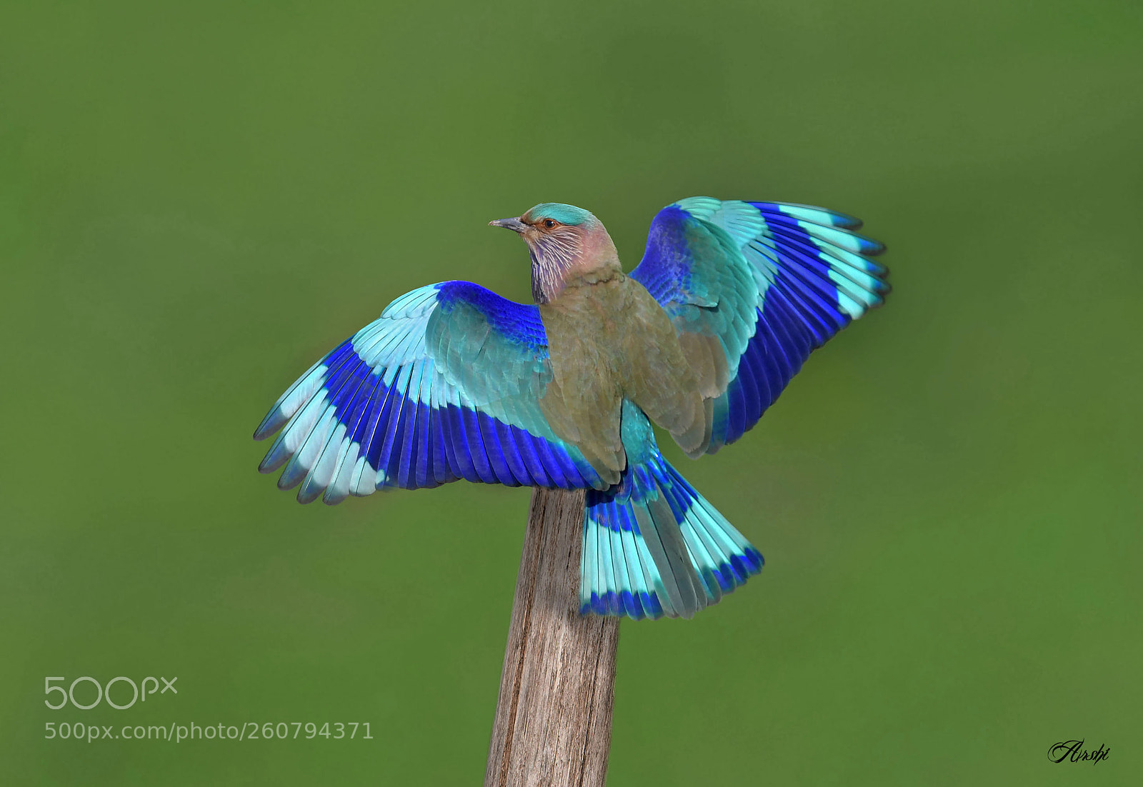 Nikon D5 sample photo. Indian roller... photography