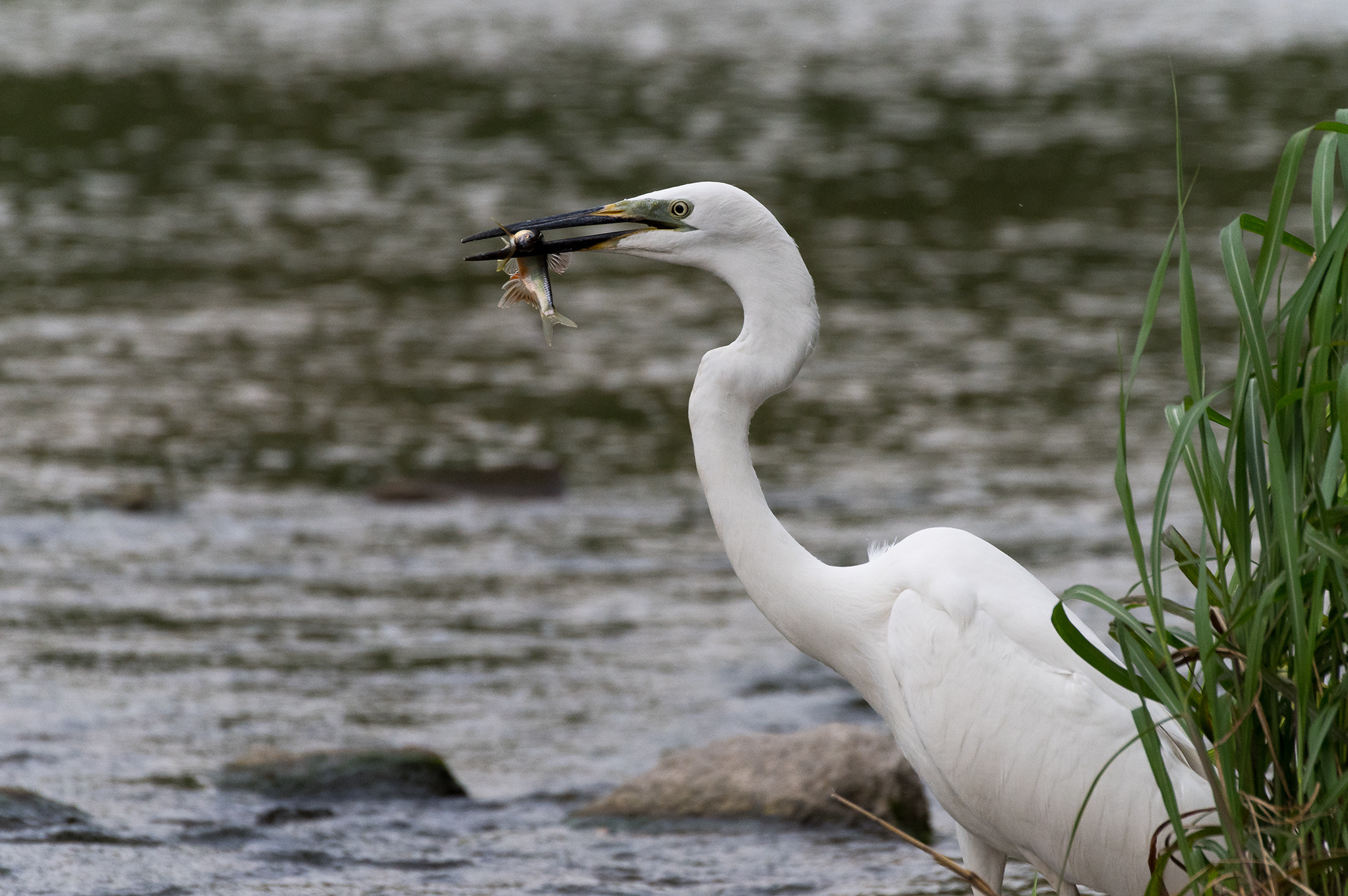 Pentax KP sample photo. Egret photography