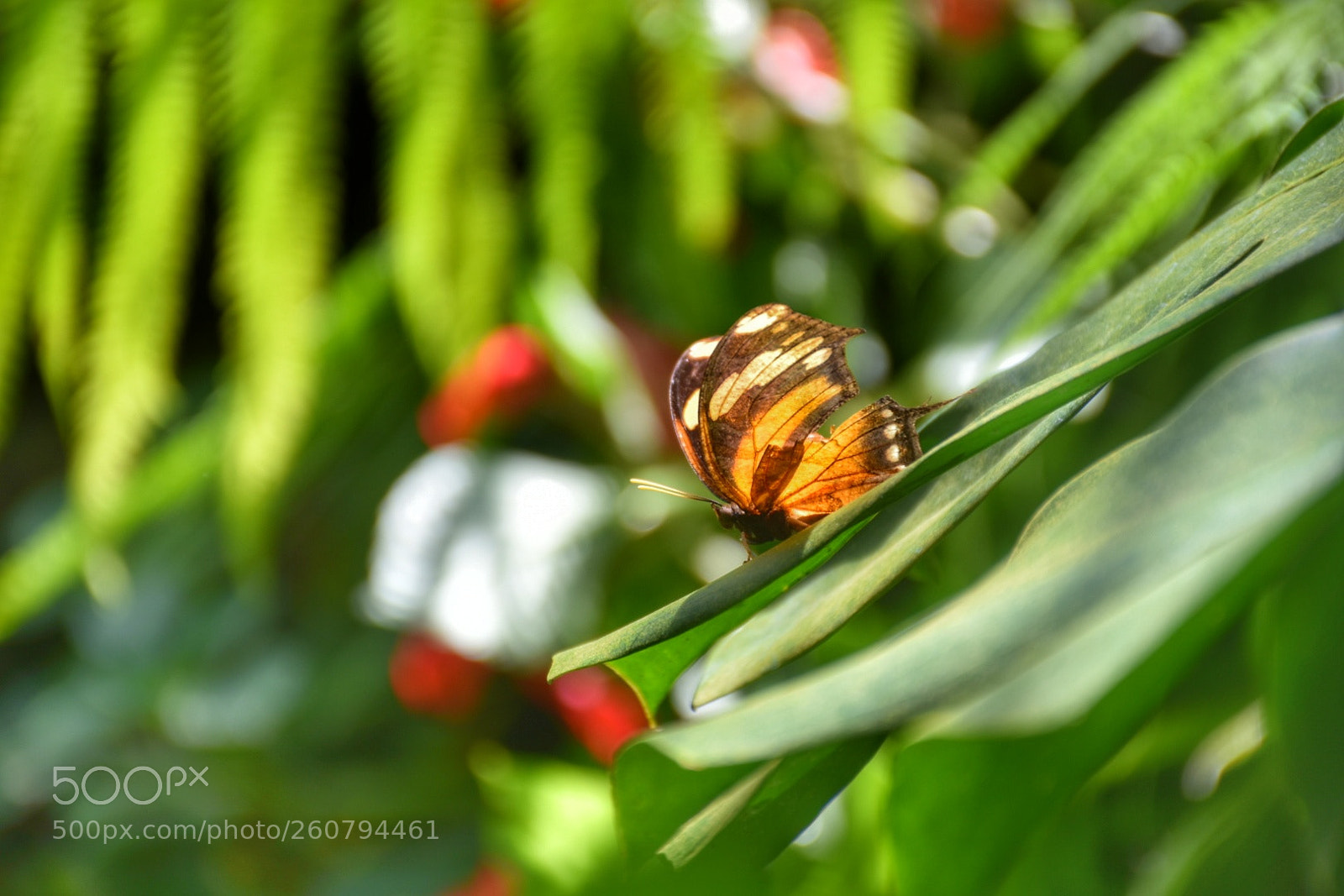 Nikon D7200 sample photo. Butterfly photography