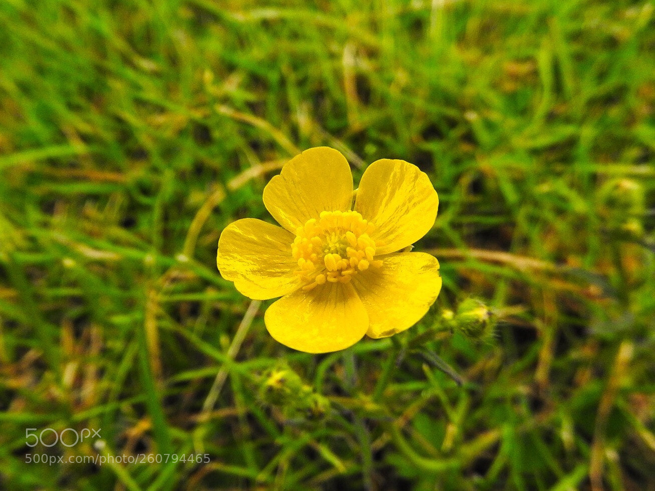 Nikon Coolpix P610 sample photo. Lonely buttercup photography