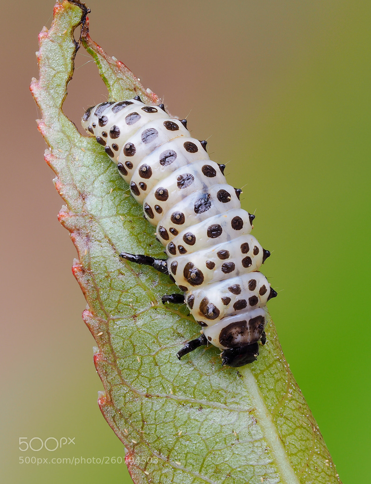Olympus OM-D E-M10 II sample photo. Chrysomela populi (larva) photography