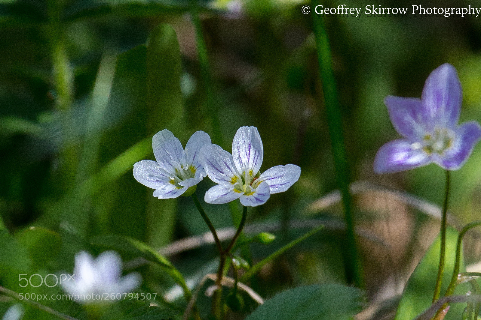 Canon EOS 6D sample photo. Spring beauty photography