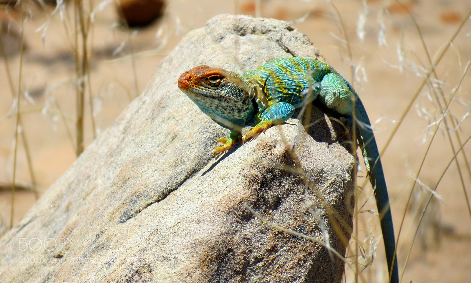 Canon PowerShot SX40 HS sample photo. Turquoise dragon photography
