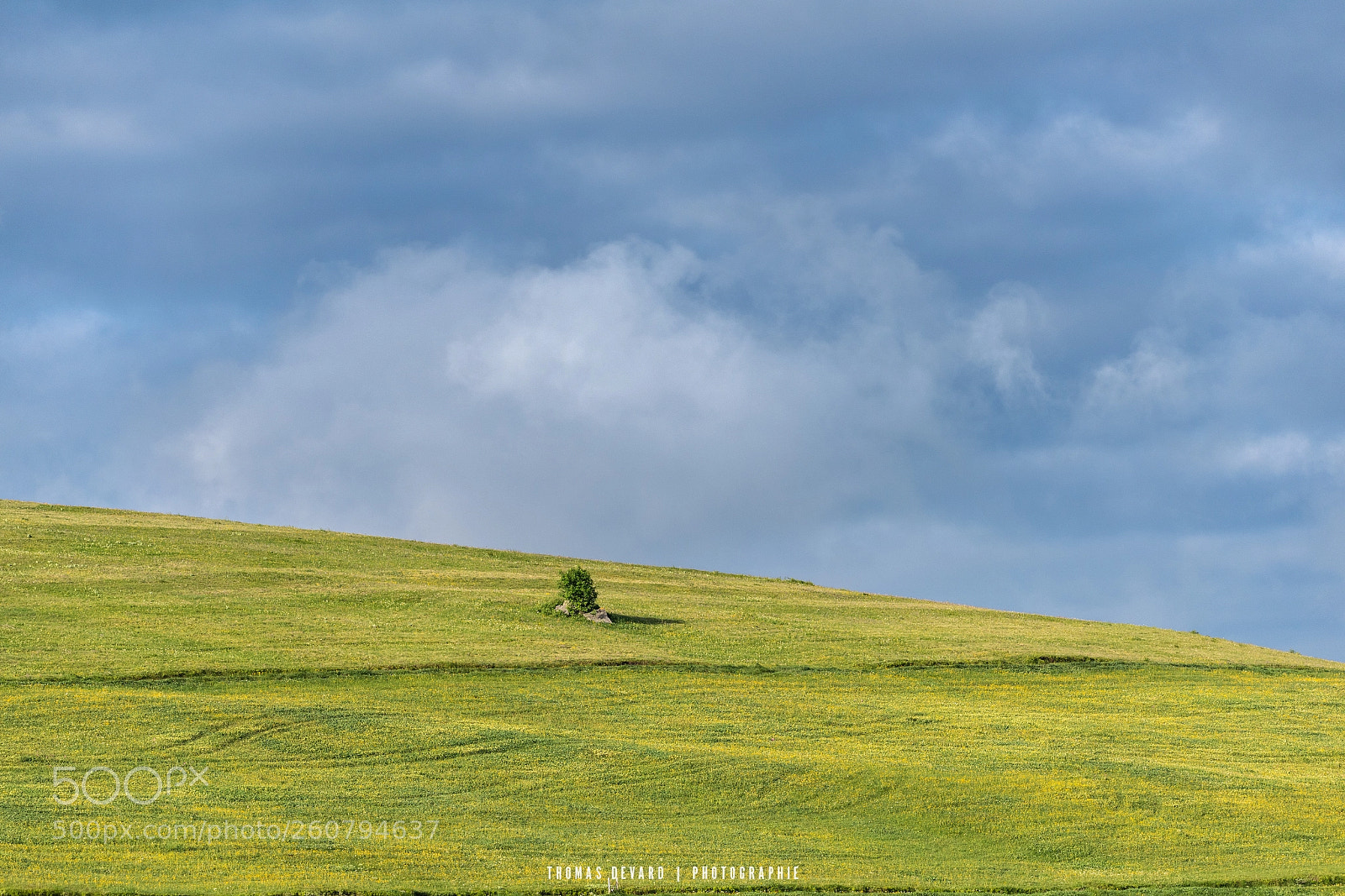 Nikon D810 sample photo. Paturage des vosges photography