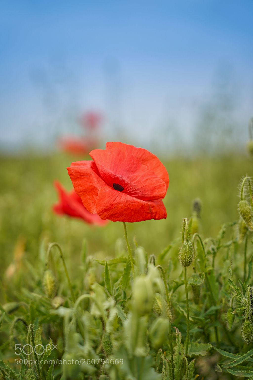 Sony a7 III sample photo. Flowers photography
