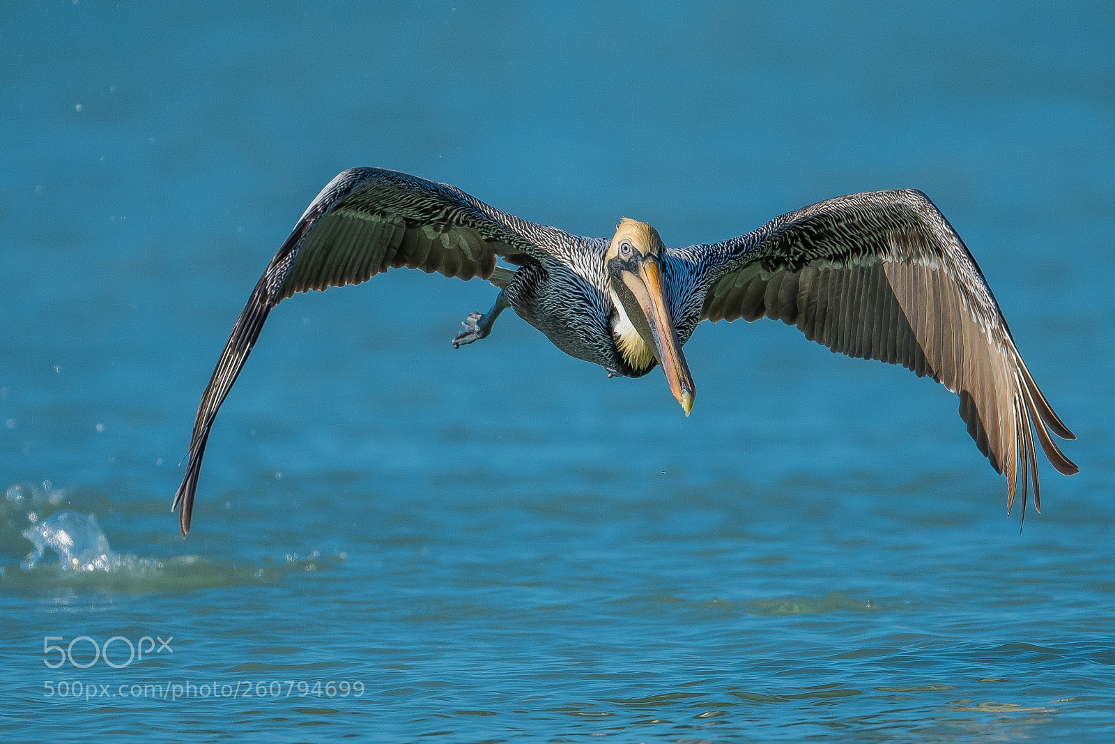Nikon D500 sample photo. Low-level flight photography