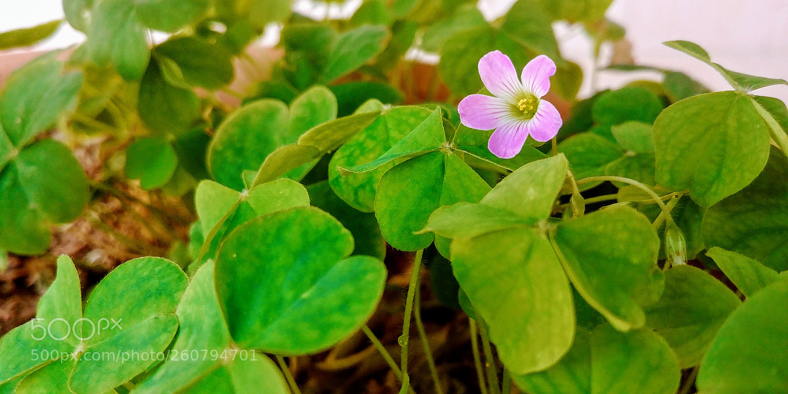 LG G6 sample photo. Pink flower photography