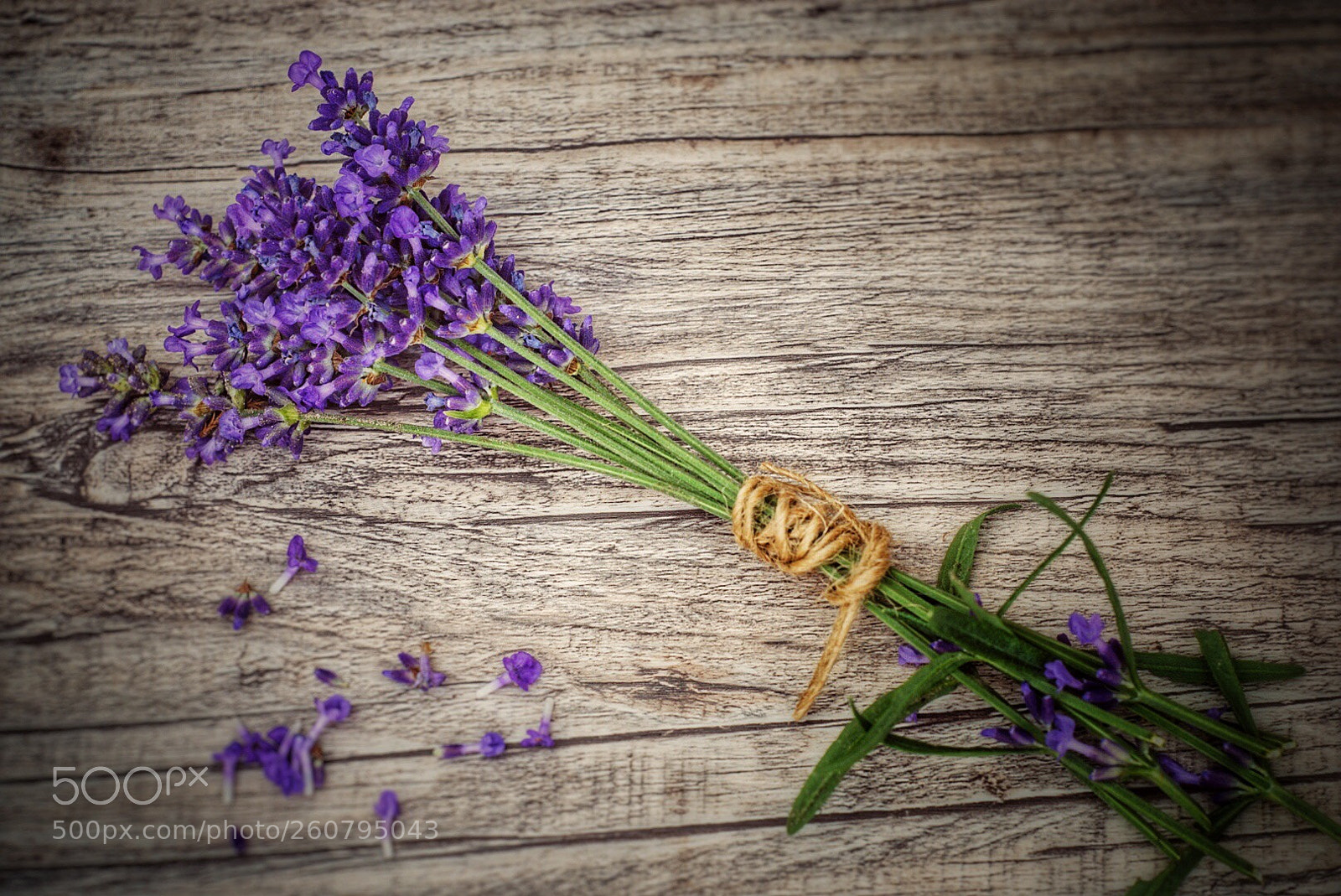 Sony ILCA-77M2 sample photo. Lavendel photography