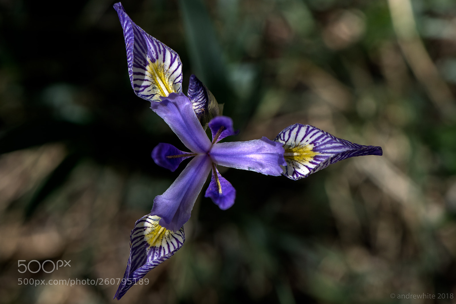 Nikon D850 sample photo. Wild iris photography