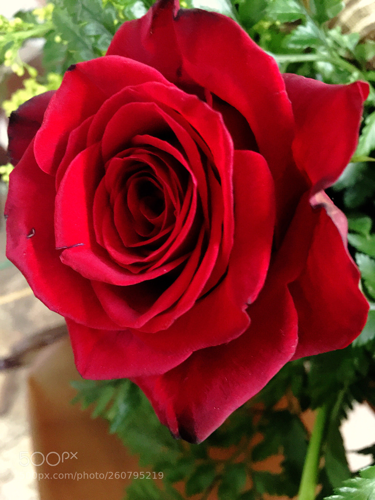 Apple iPhone 6 Plus sample photo. Today’s flower ?  photography