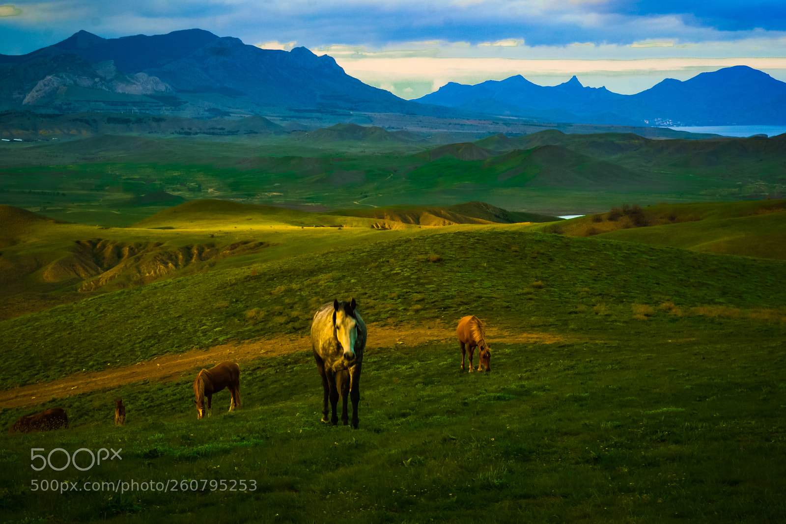 Nikon D3100 sample photo. Horses. photography