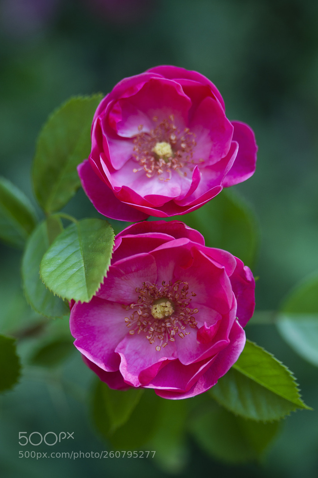 Canon EOS 60D sample photo. Essig-rose (rosa gallica) photography