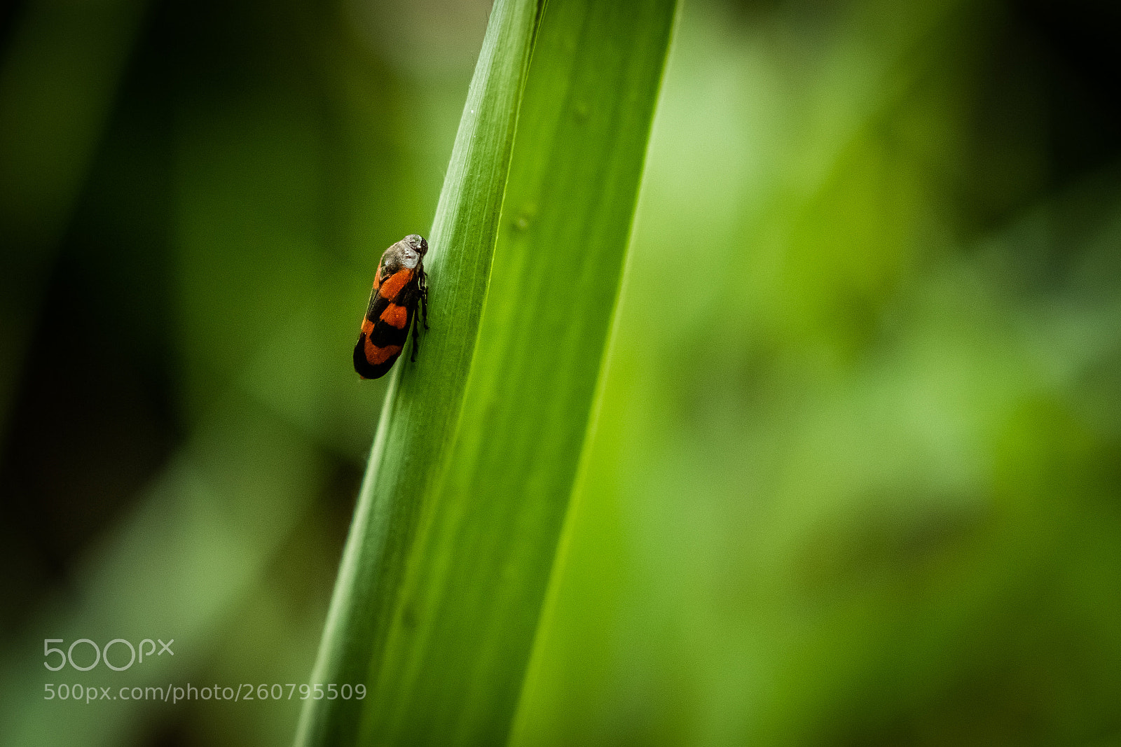 Canon EOS 7D Mark II sample photo. Cercope / cercopis vulnerata photography