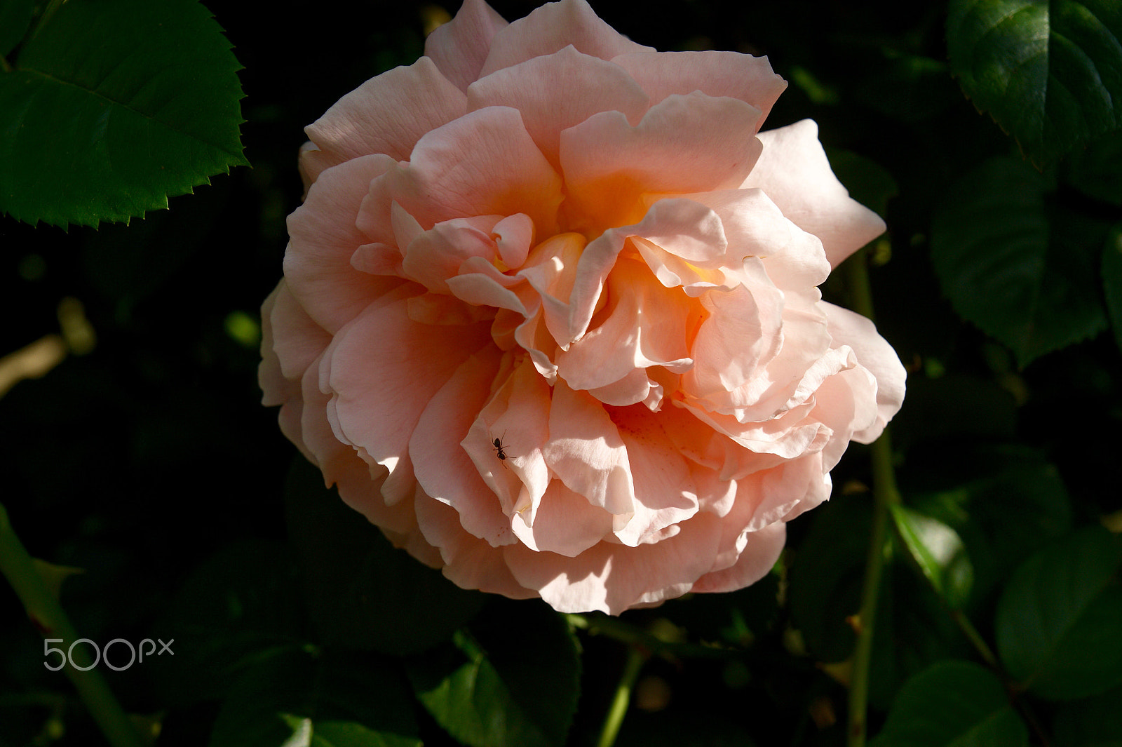 Sony Alpha DSLR-A290 sample photo. Rose garden photography