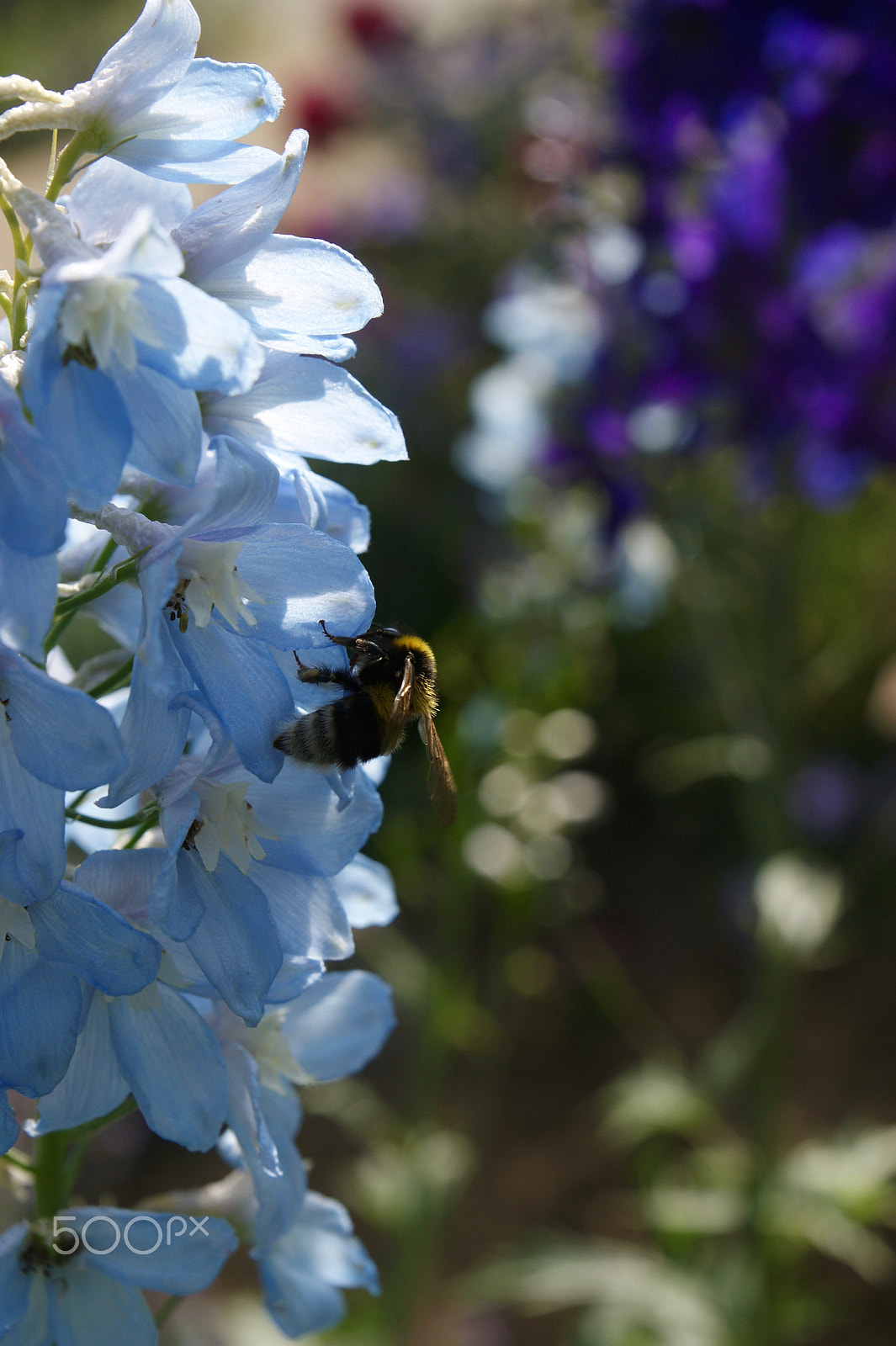 Sony Alpha DSLR-A290 sample photo. Rose garden photography