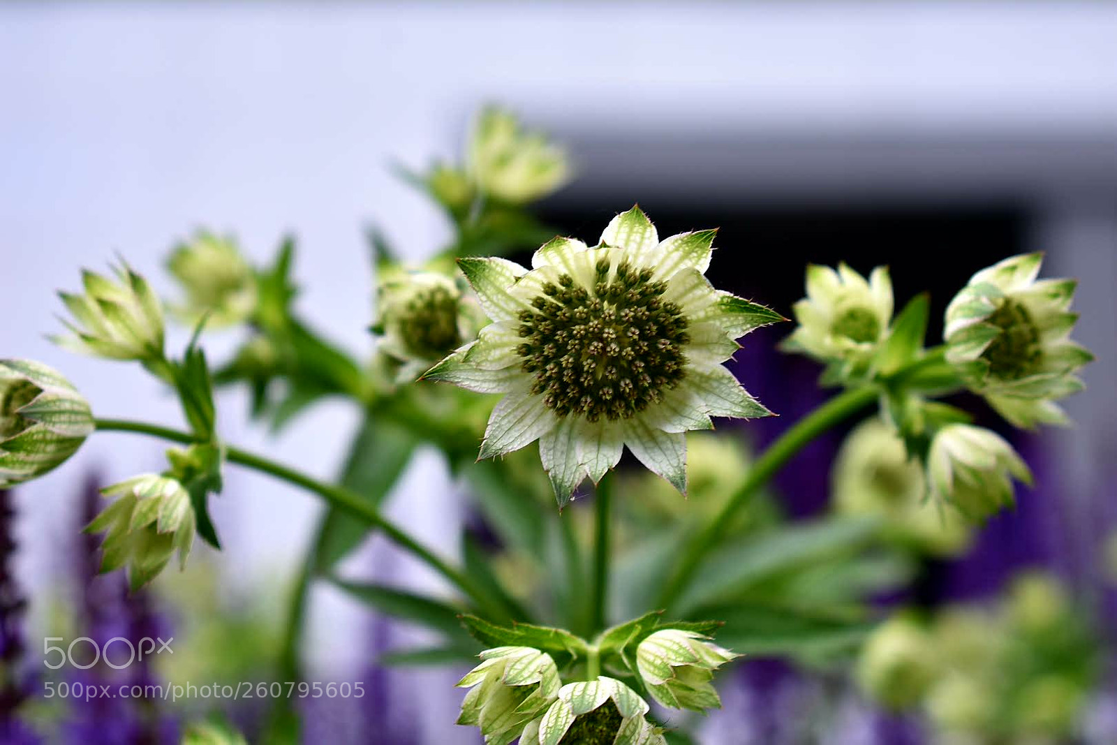 Nikon D3400 sample photo. Lovely bloom photography