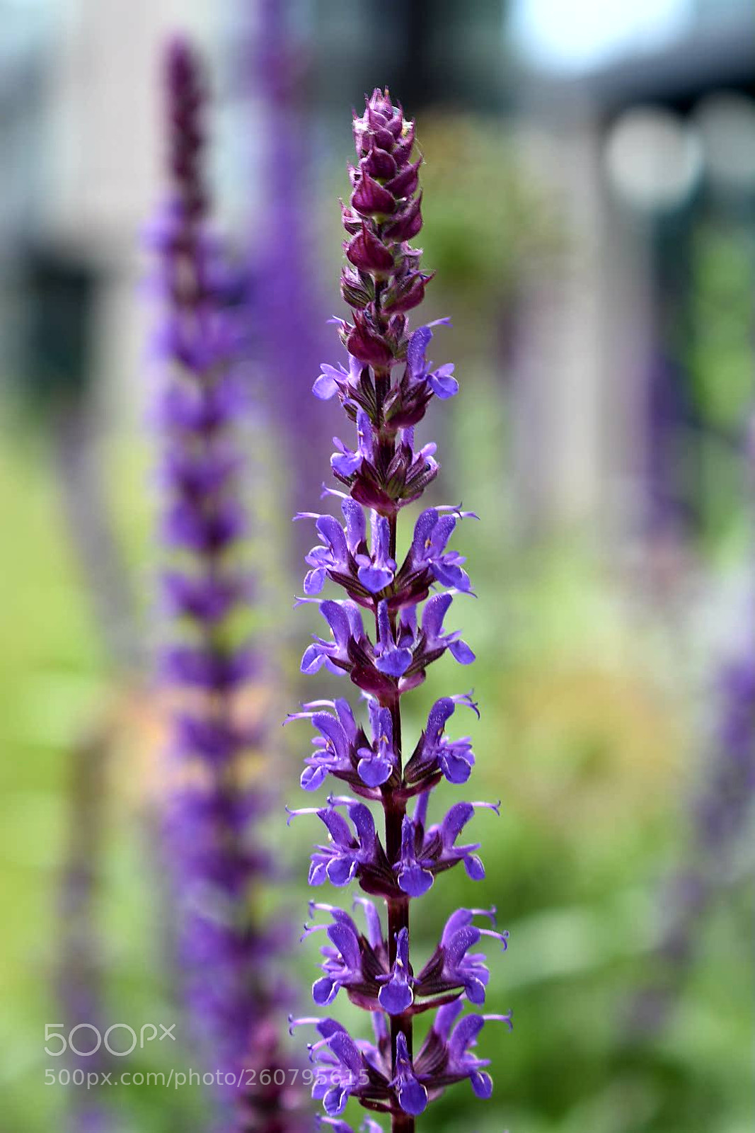 Nikon D3400 sample photo. Purple flowers photography