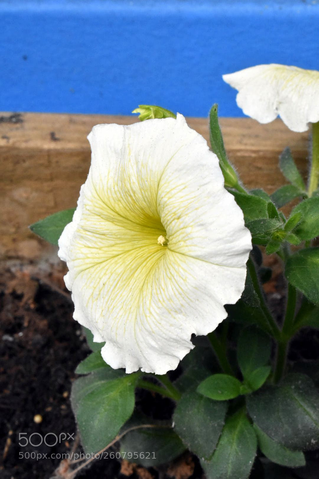 Nikon D3400 sample photo. White bloom photography