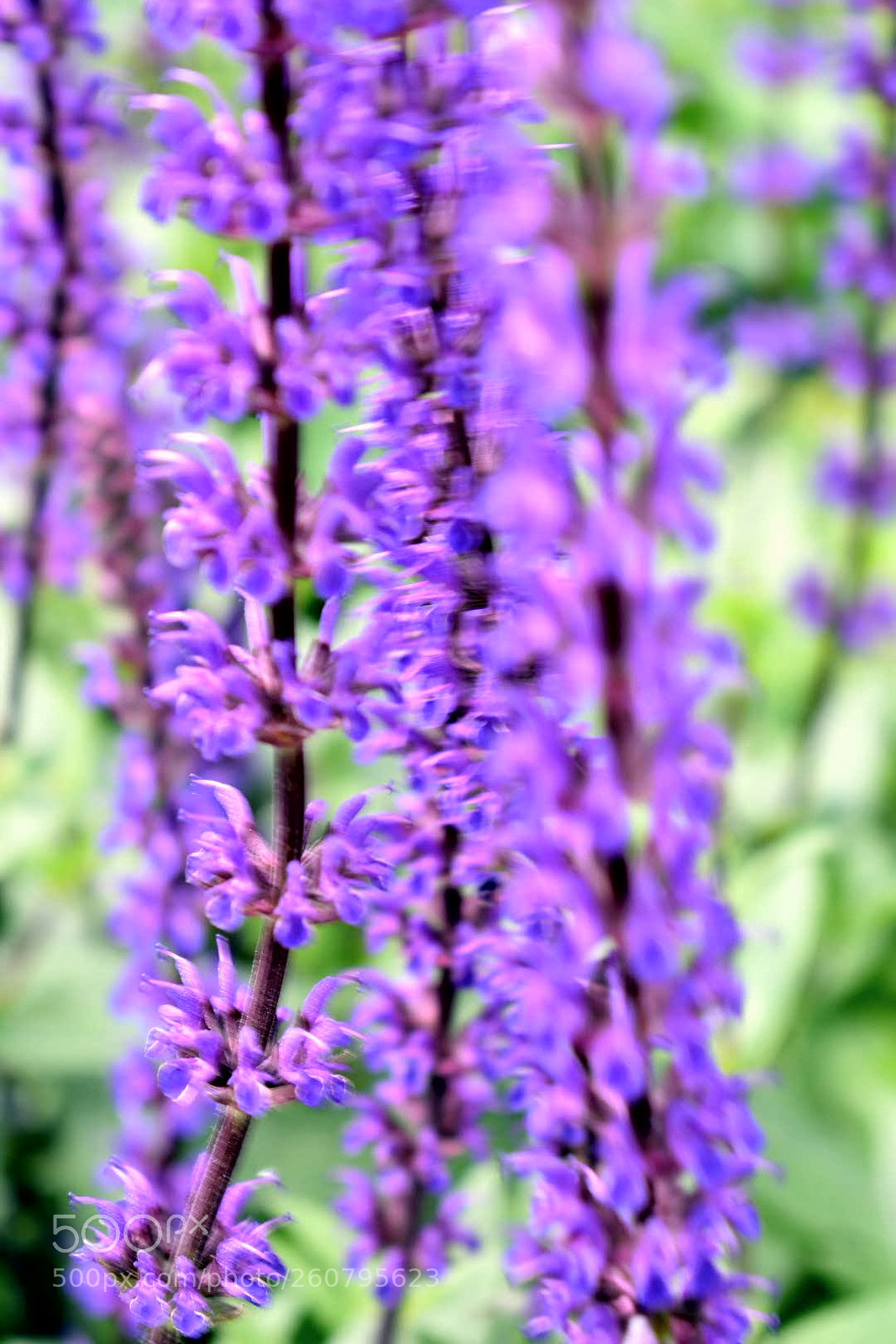 Nikon D3400 sample photo. Purple flowers blurry effect photography