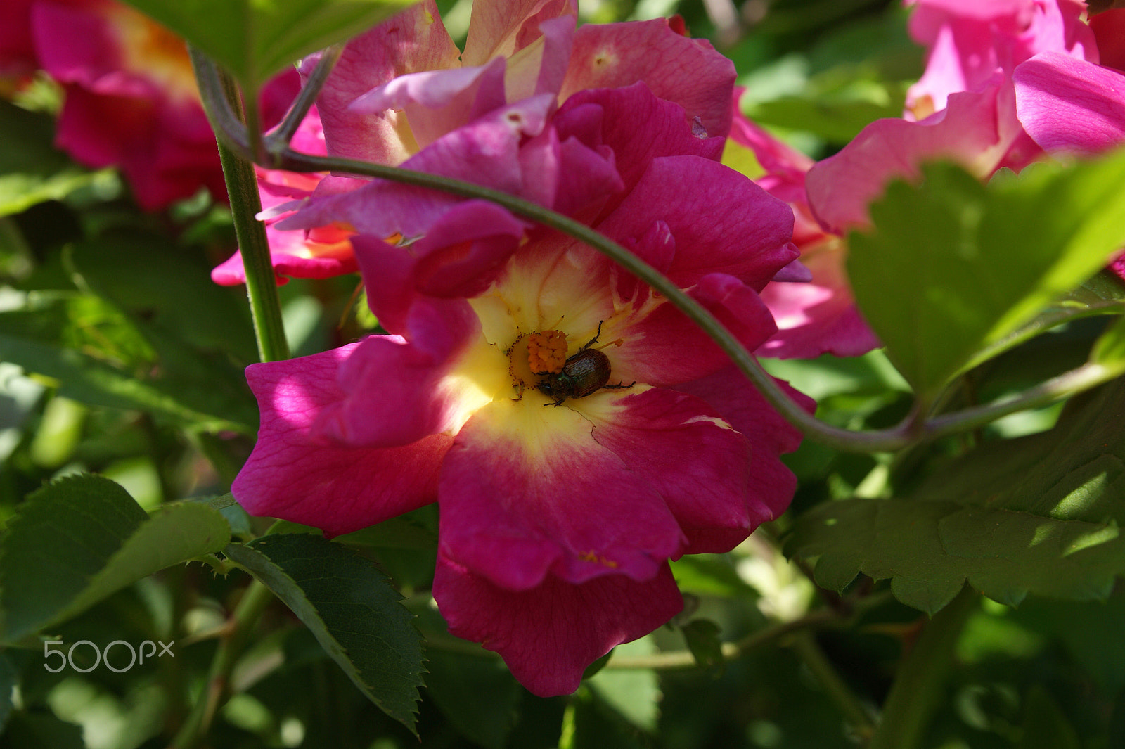 Sony Alpha DSLR-A290 sample photo. Rose garden photography