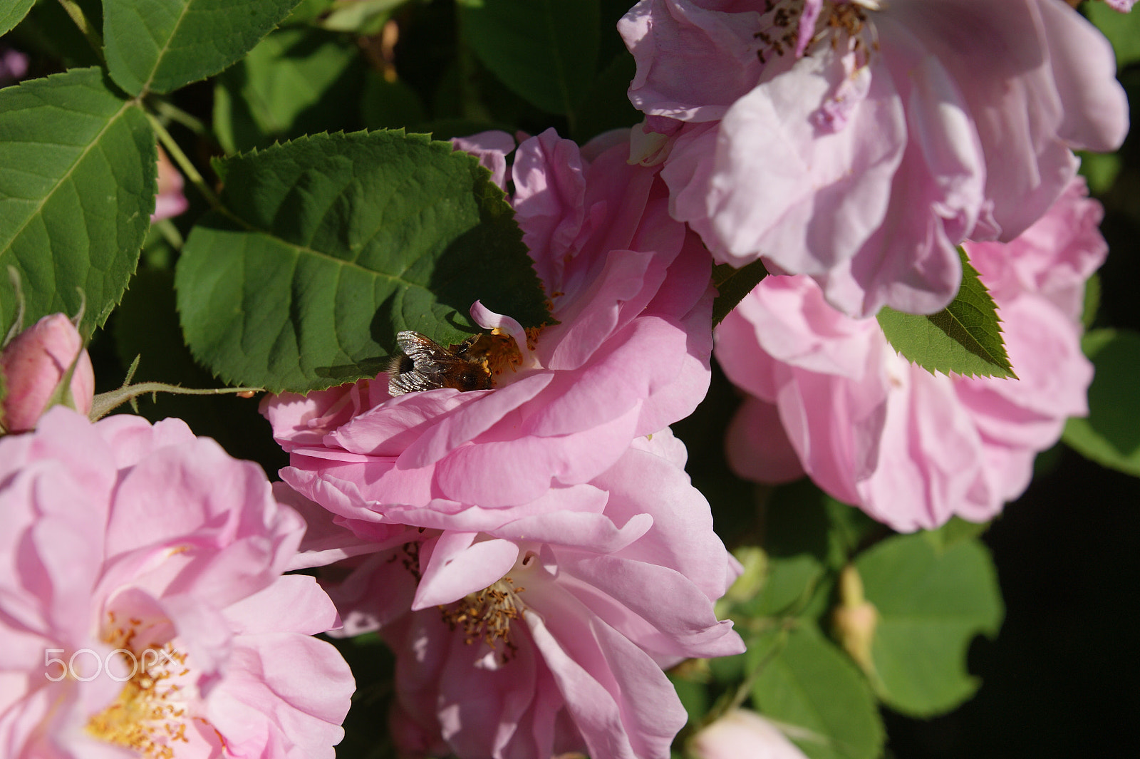 Sony Alpha DSLR-A290 sample photo. Rose garden photography