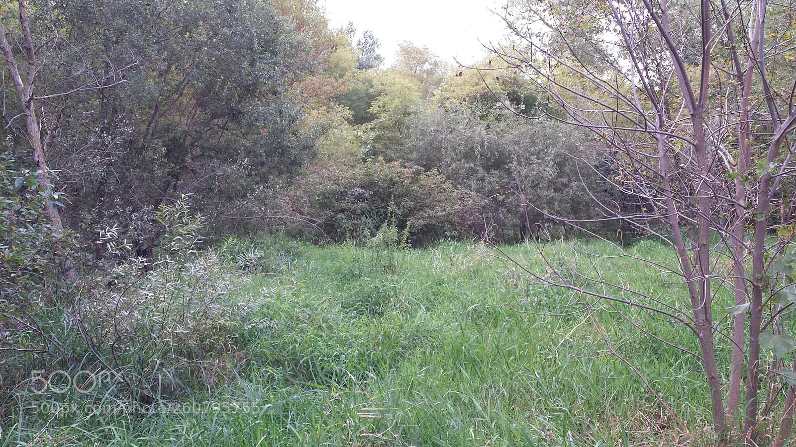 Samsung Galaxy S4 sample photo. Meadow photography