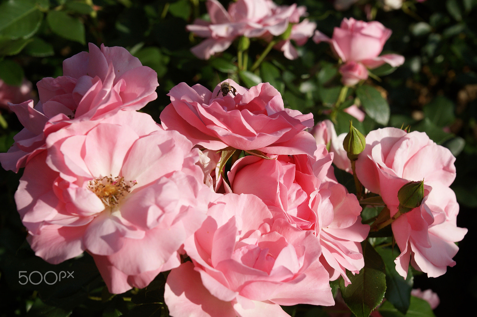 Sony Alpha DSLR-A290 sample photo. Rose garden photography