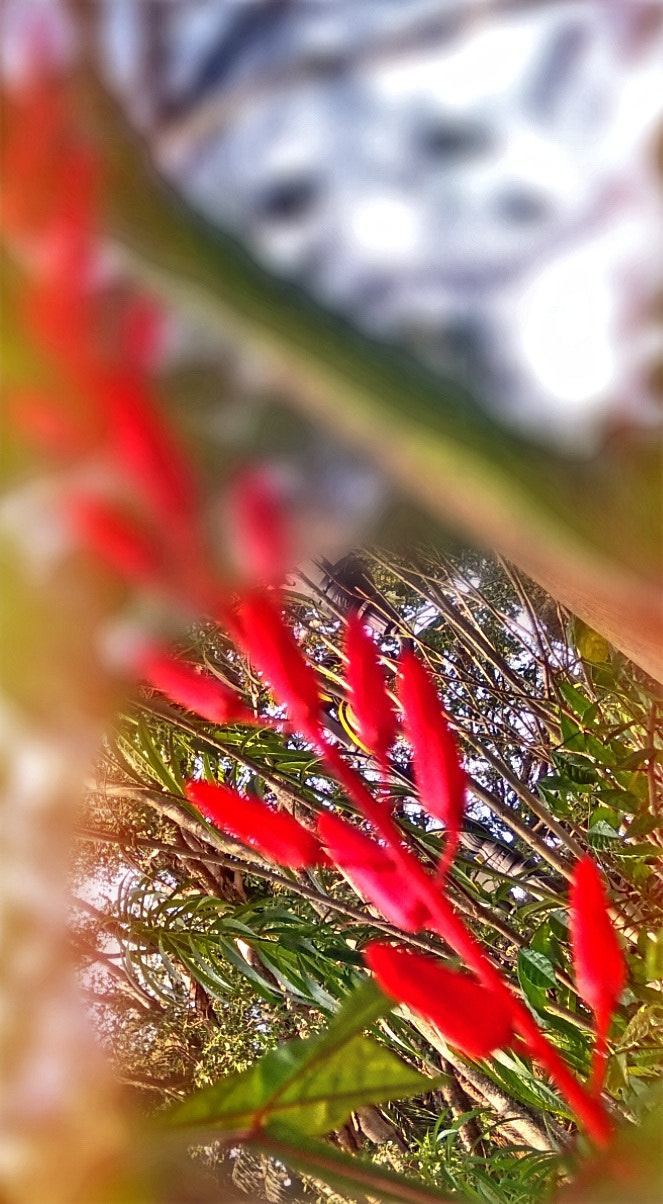 Xiaomi MI MAX sample photo