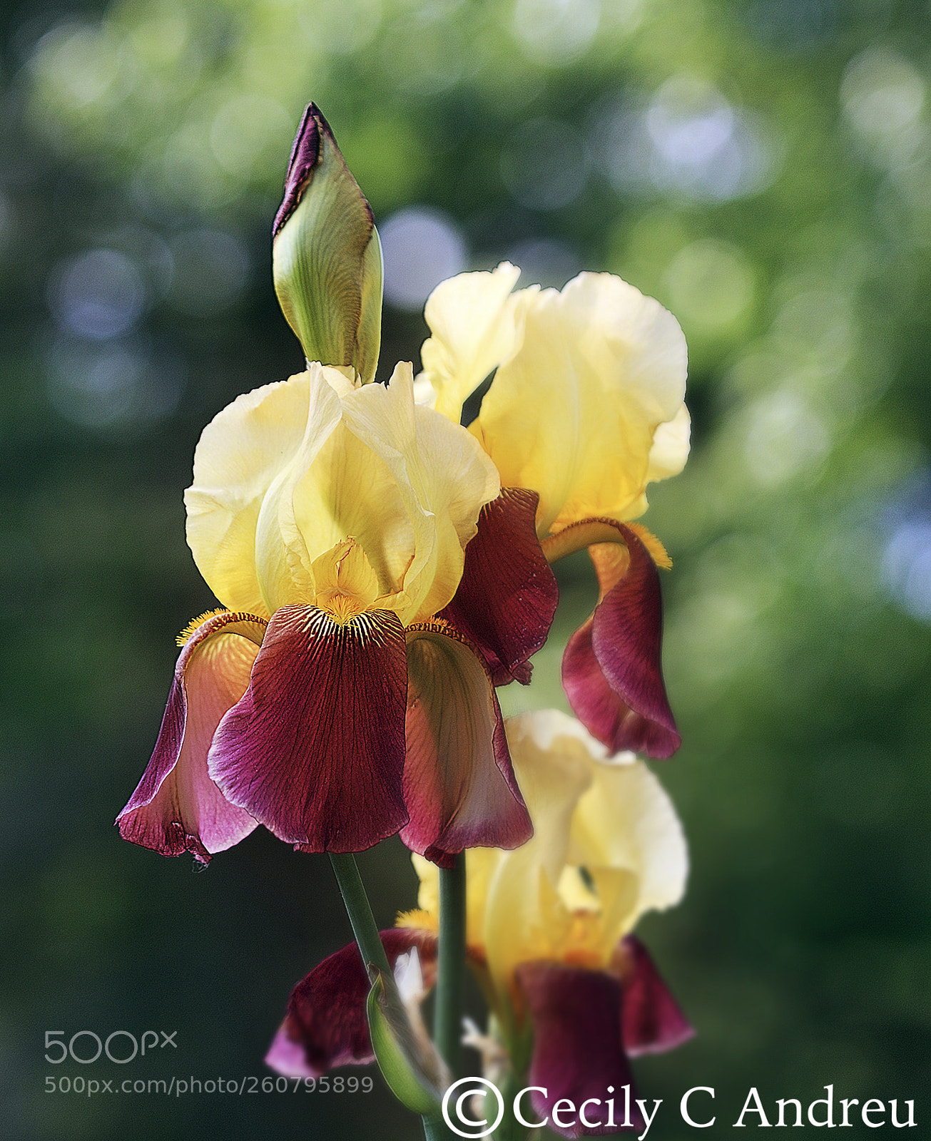 Canon EOS 40D sample photo. Flamboyant photography