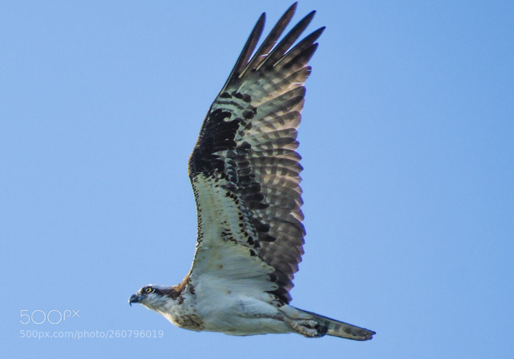 Nikon D500 sample photo. Osprey photography