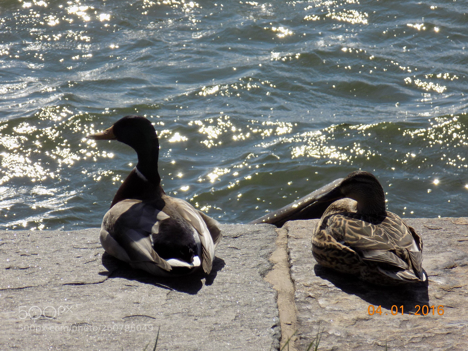 Nikon COOLPIX L340 sample photo. Ducks by a lake photography