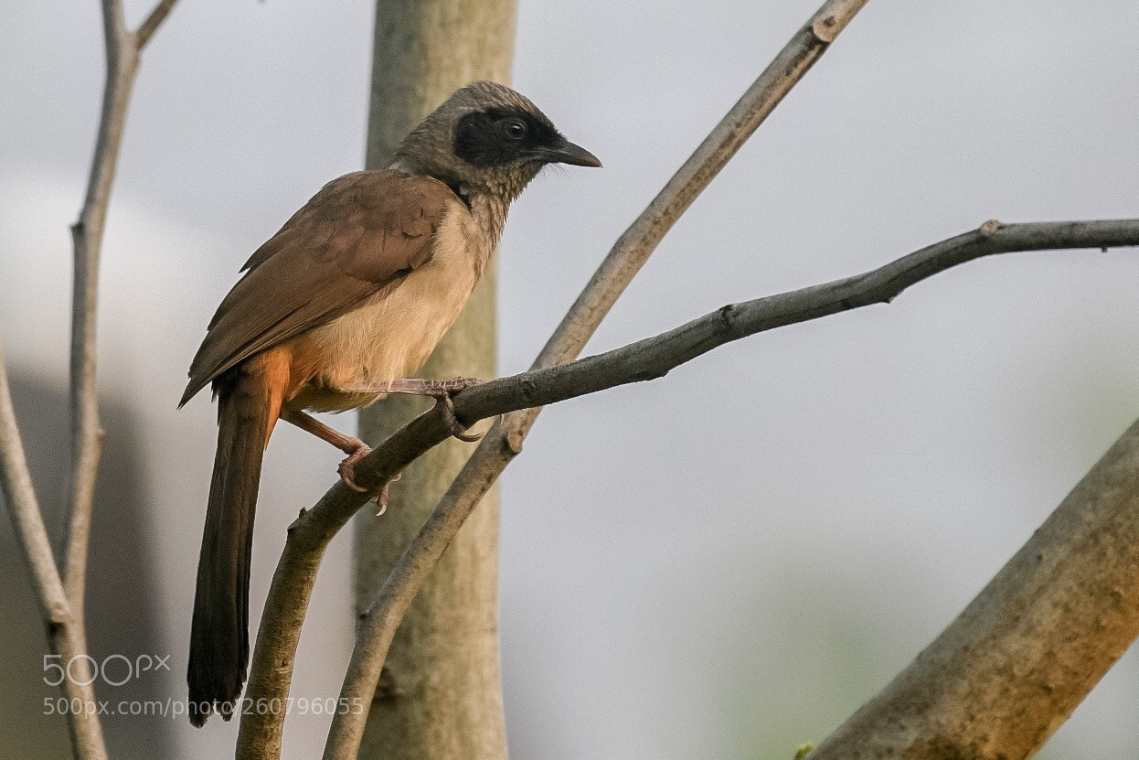 Nikon D850 sample photo. Masked laughingthrush  photography