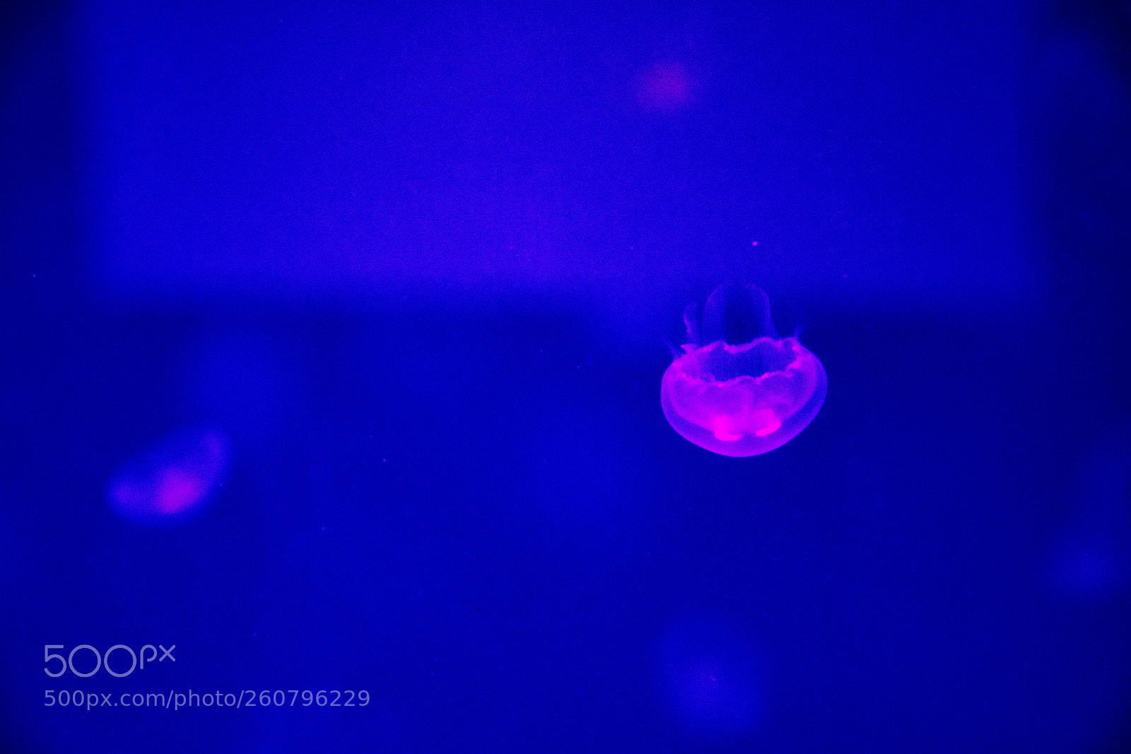 Canon EOS 750D (EOS Rebel T6i / EOS Kiss X8i) sample photo. Jelly fish photography