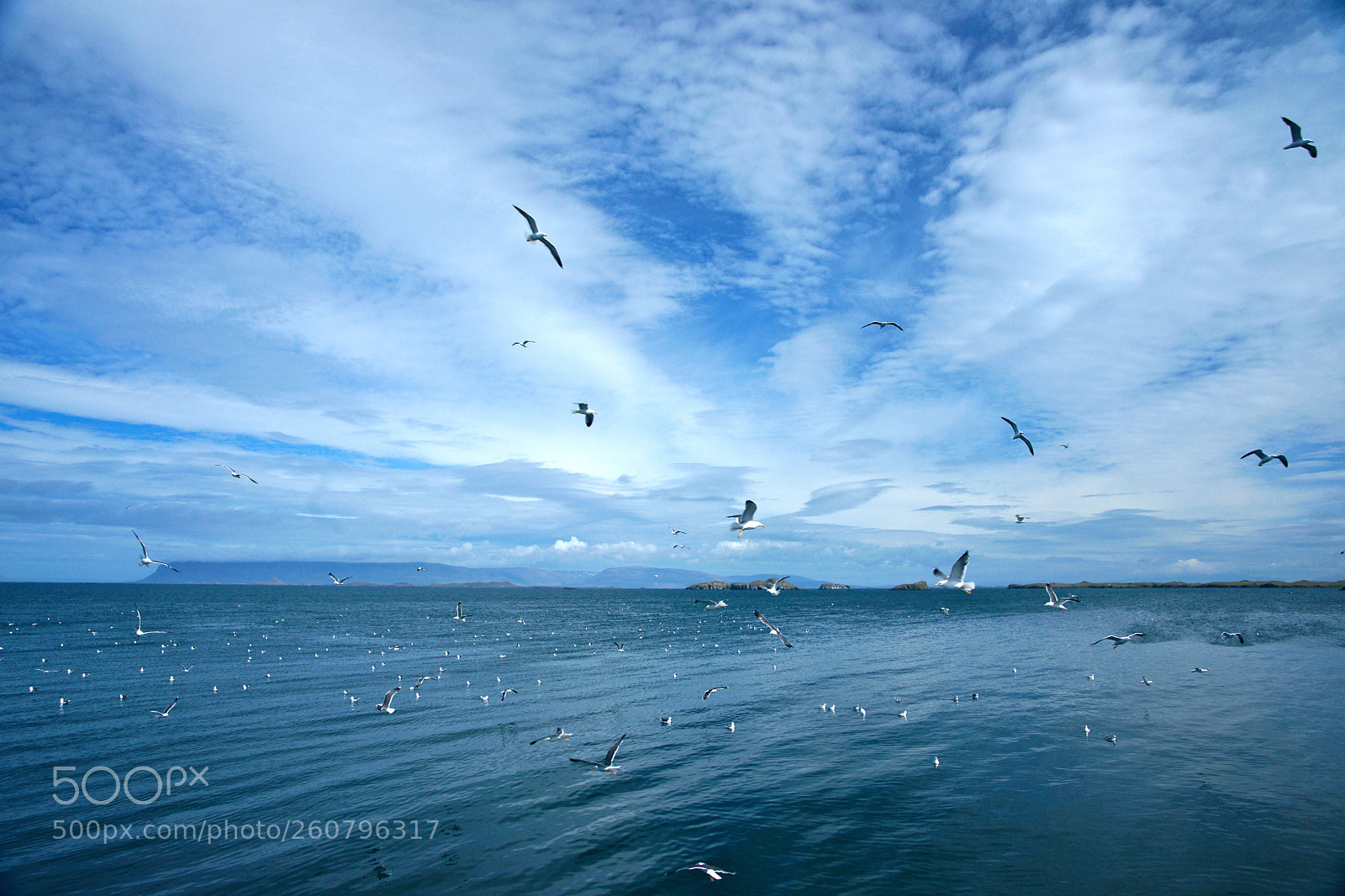 Sony Alpha DSLR-A850 sample photo. Birds ballet over the photography