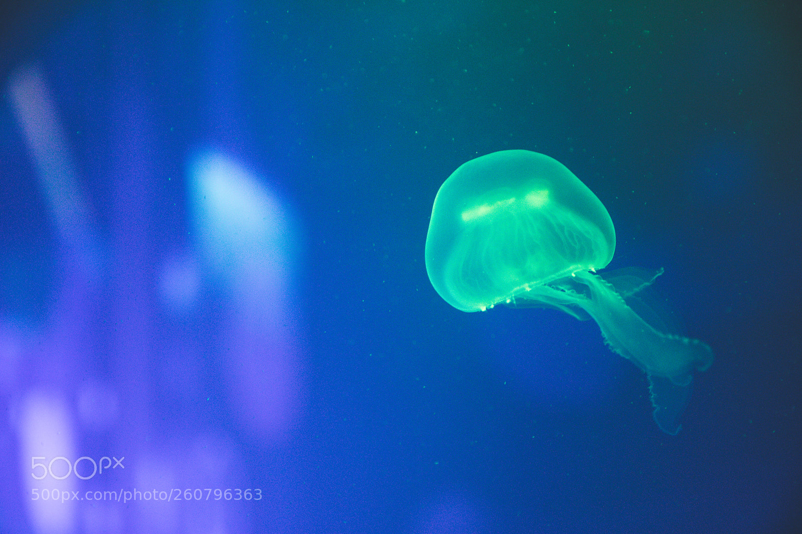 Canon EOS 750D (EOS Rebel T6i / EOS Kiss X8i) sample photo. Jelly fish photography