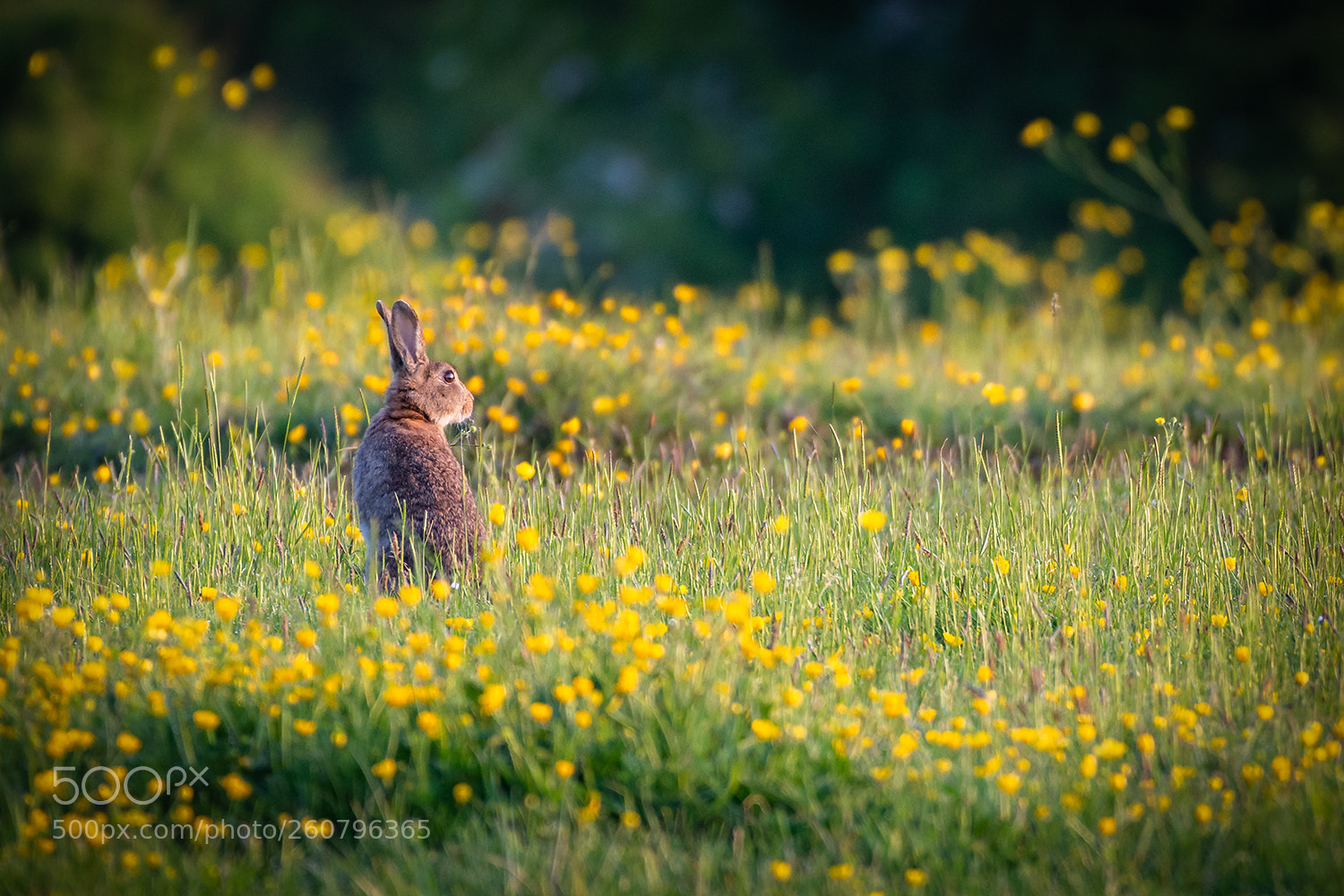 Nikon D7200 sample photo. Hare in buttercups photography