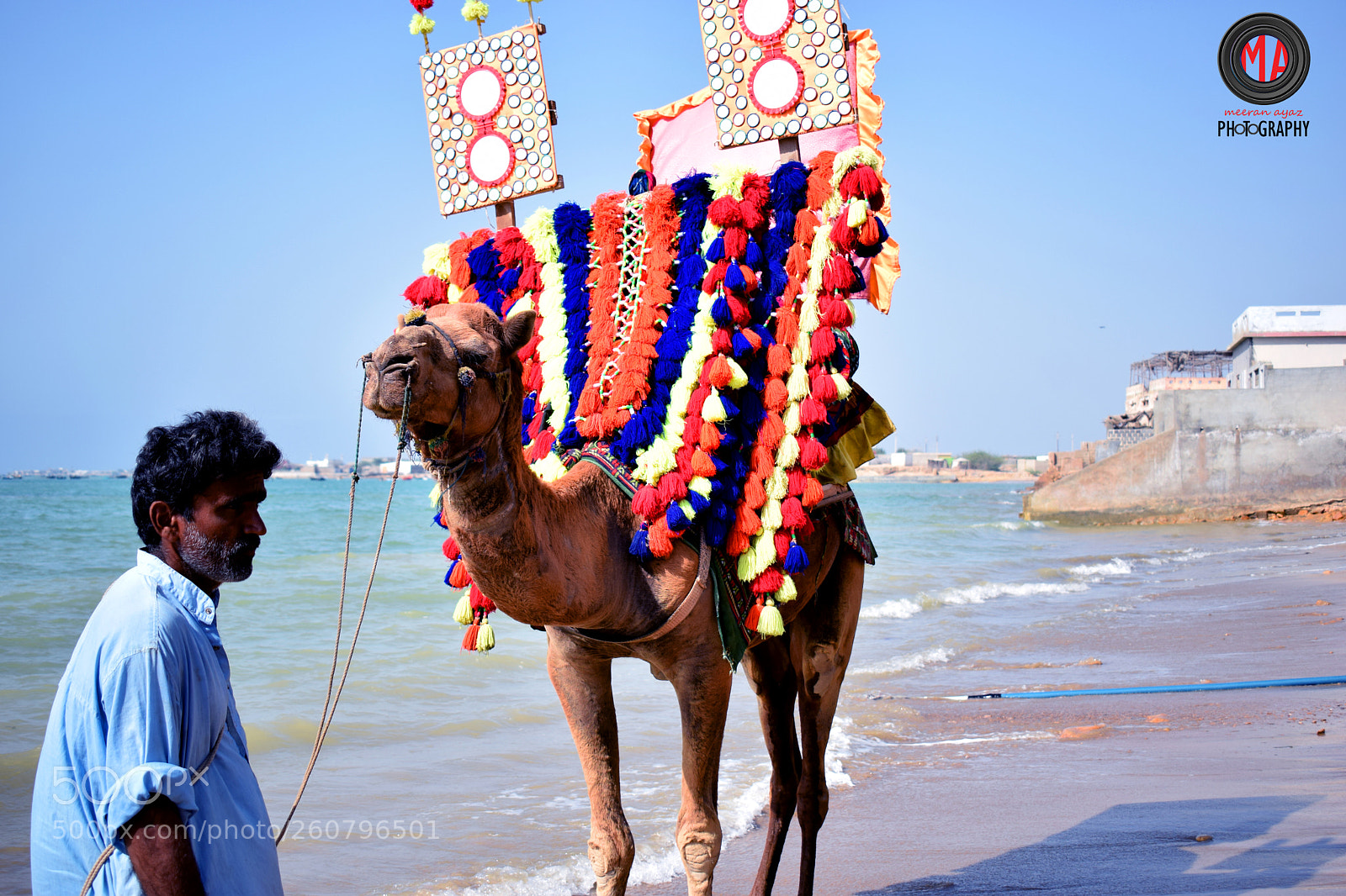 Nikon D3300 sample photo. Camel photography