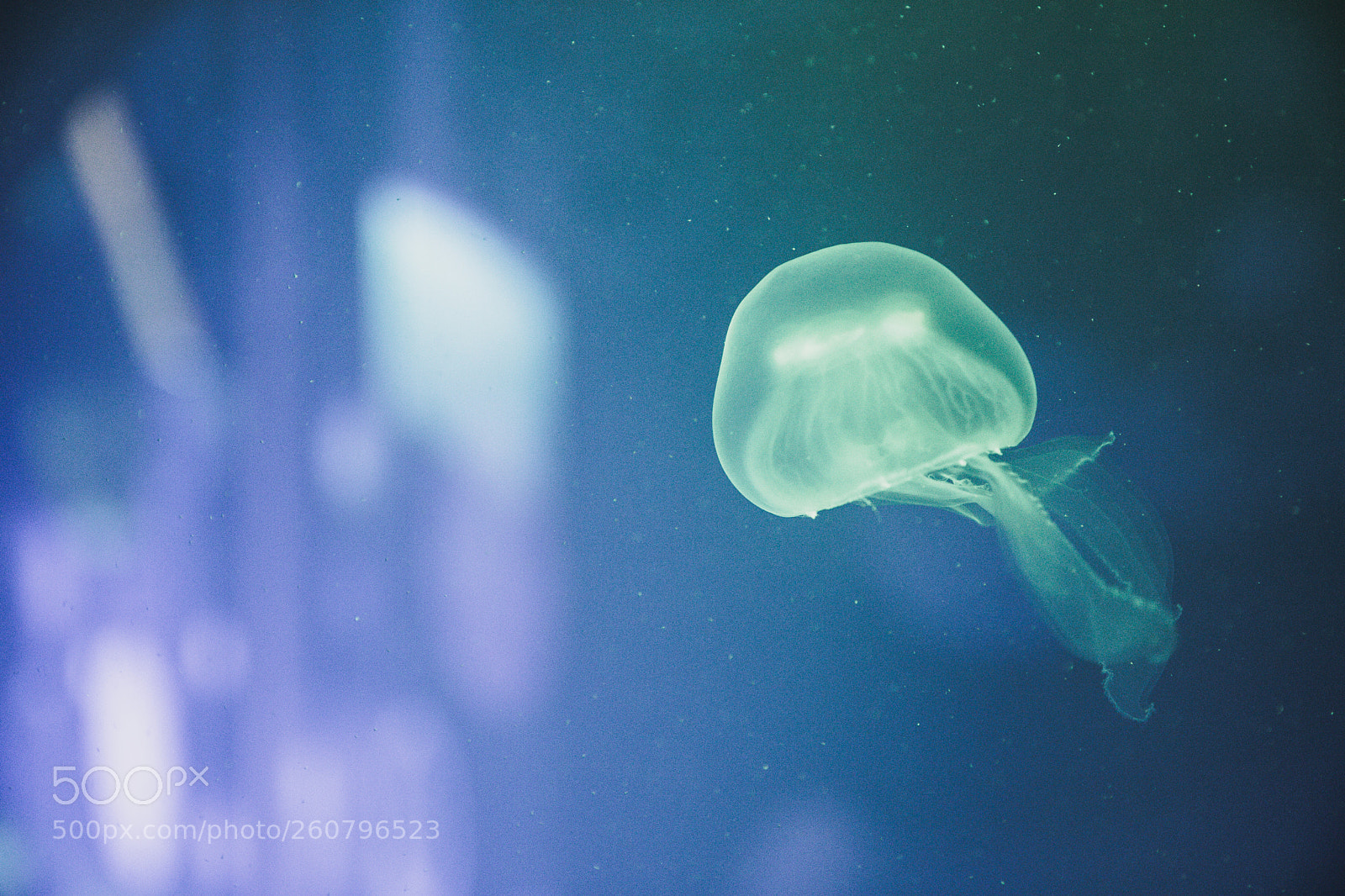 Canon EOS 750D (EOS Rebel T6i / EOS Kiss X8i) sample photo. Jelly fish photography