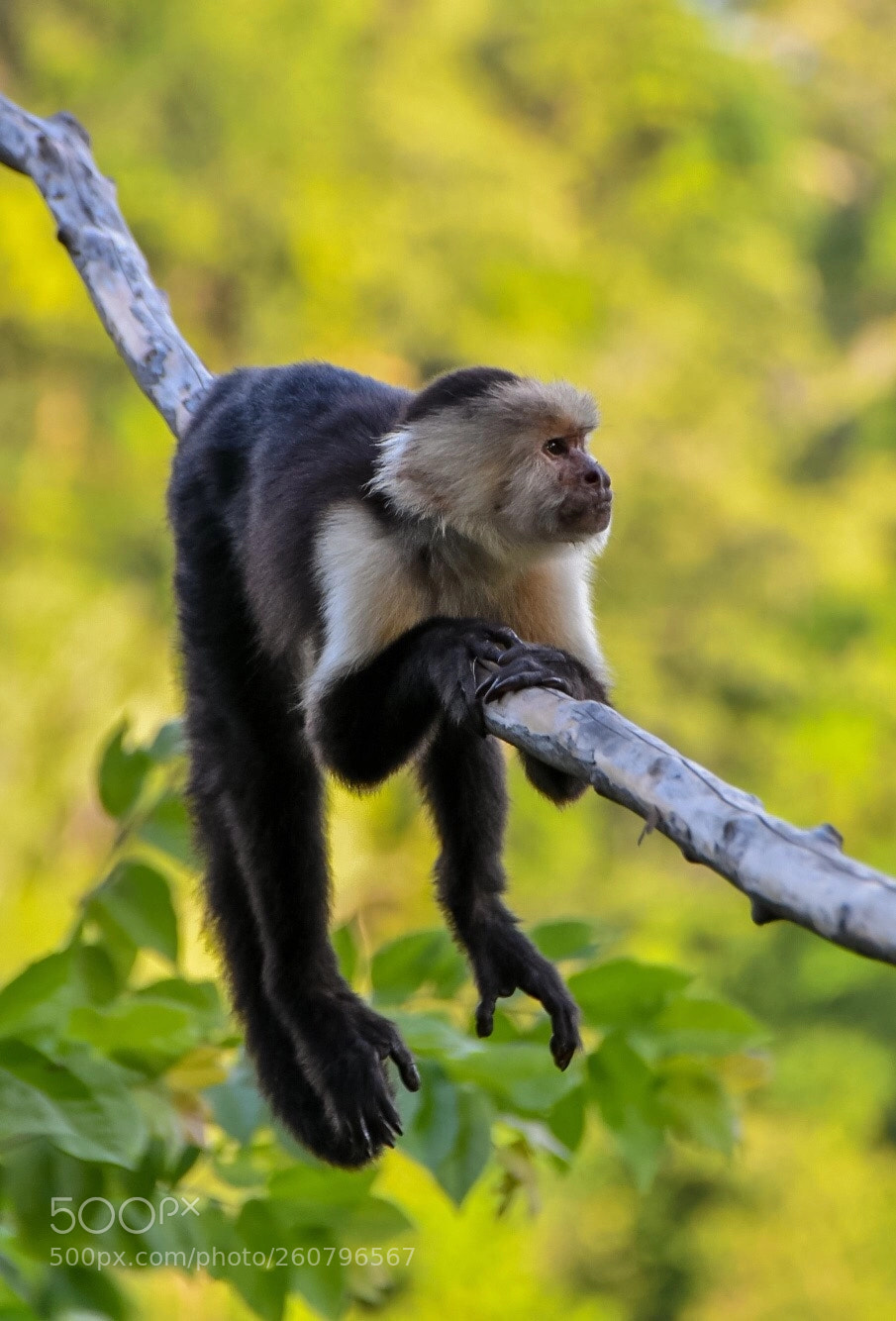Nikon D500 sample photo. Monkey photography