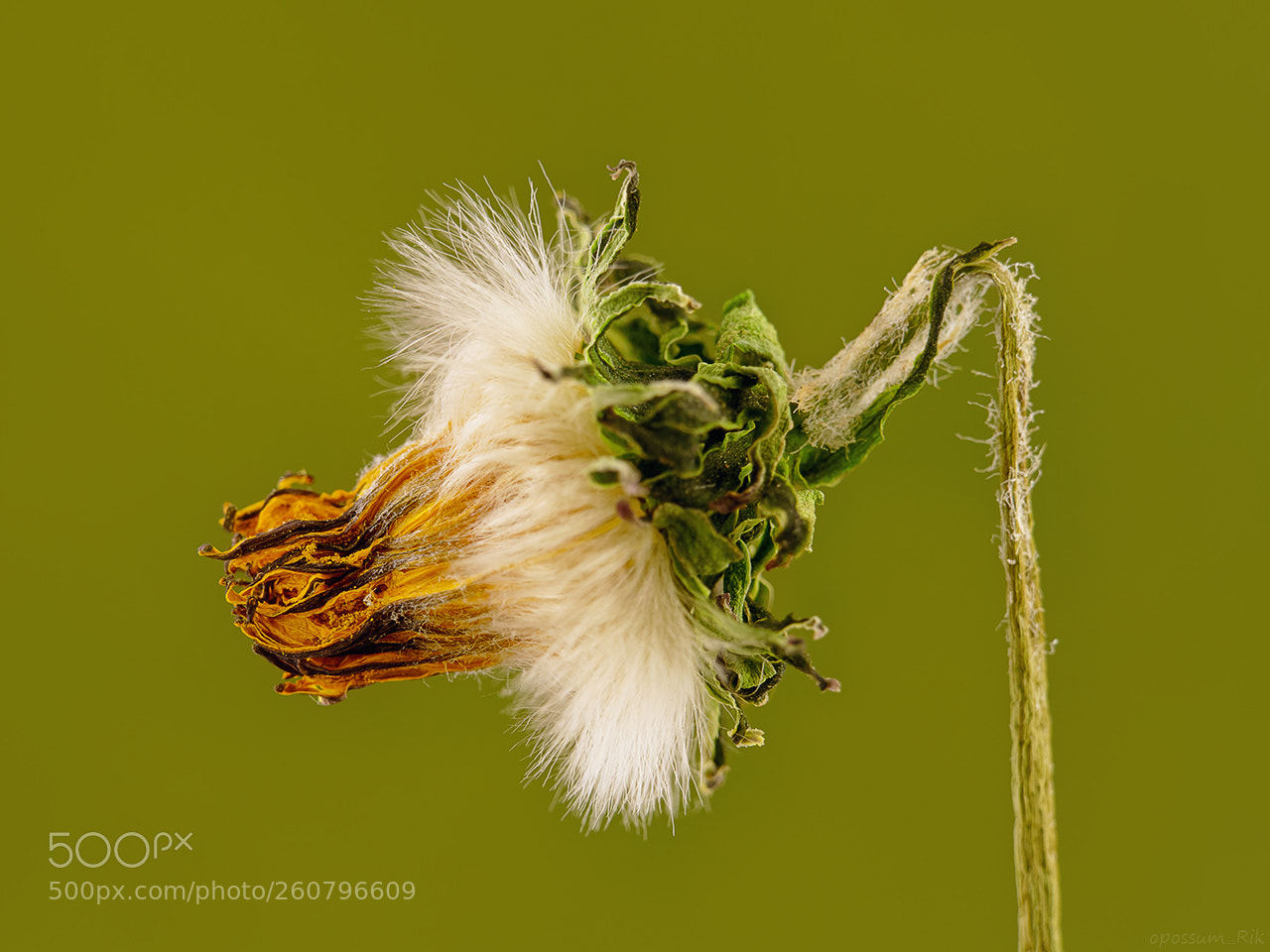 Panasonic Lumix DMC-FZ1000 sample photo. Wilted flower photography