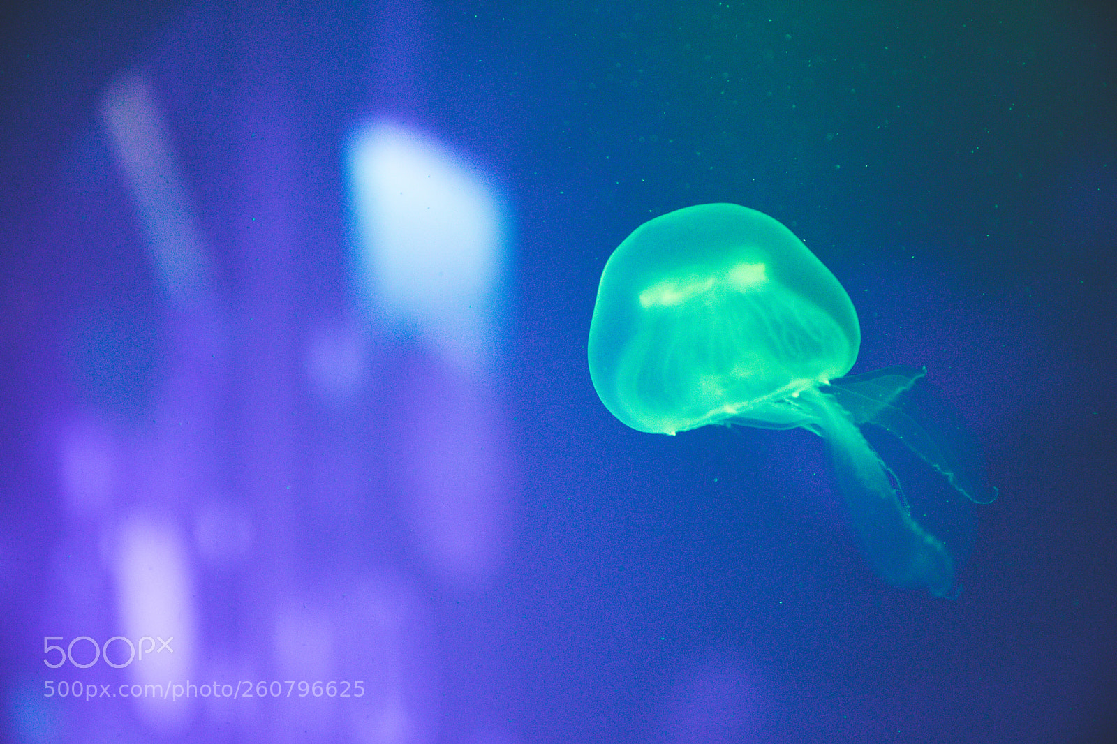 Canon EOS 750D (EOS Rebel T6i / EOS Kiss X8i) sample photo. Jelly fish photography