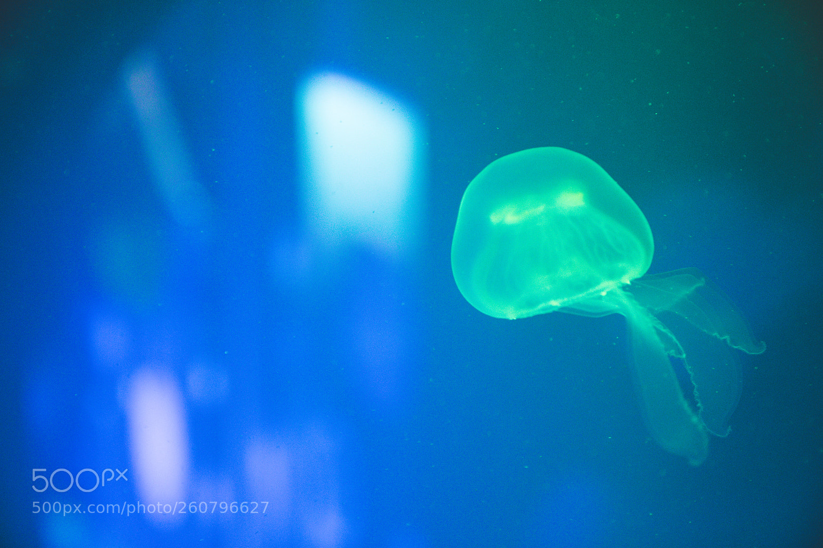 Canon EOS 750D (EOS Rebel T6i / EOS Kiss X8i) sample photo. Jelly fish photography